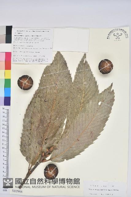 薄片青岡藏品圖，第1張