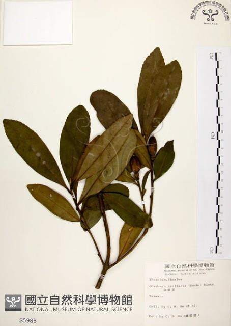 大頭茶藏品圖，第1張