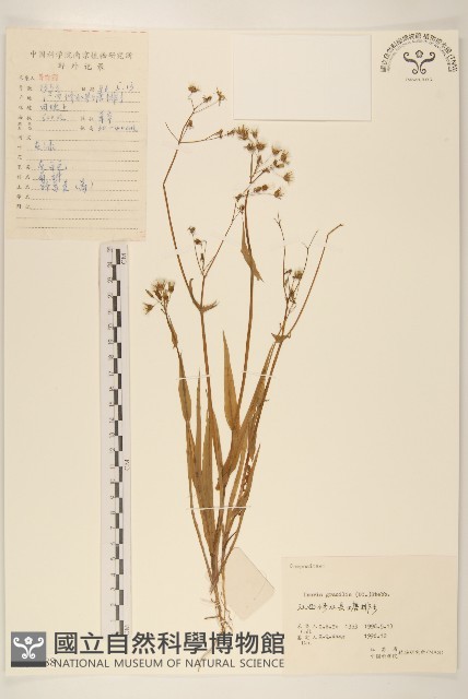 細葉苦實藏品圖，第1張