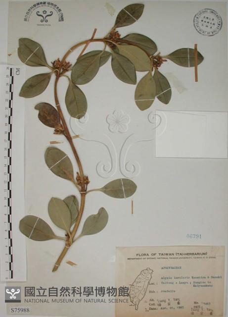 蘭嶼念珠藤藏品圖，第1張