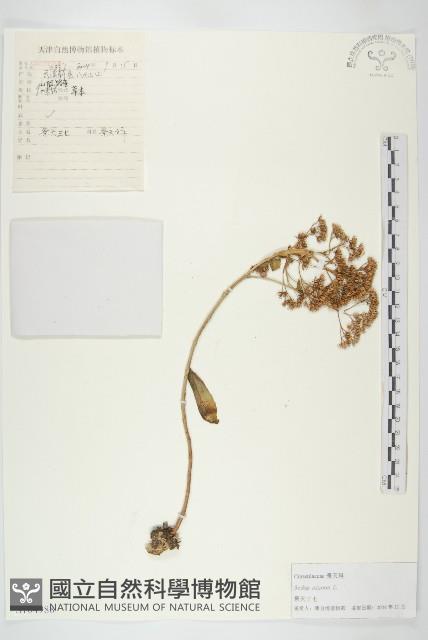 費菜藏品圖，第1張