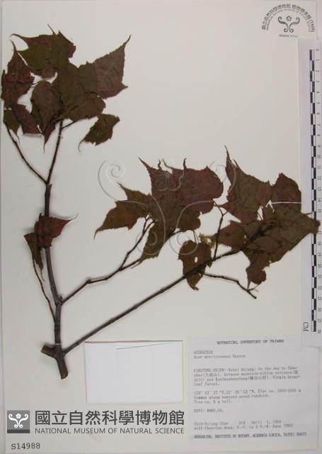 臺灣紅榨槭藏品圖，第1張