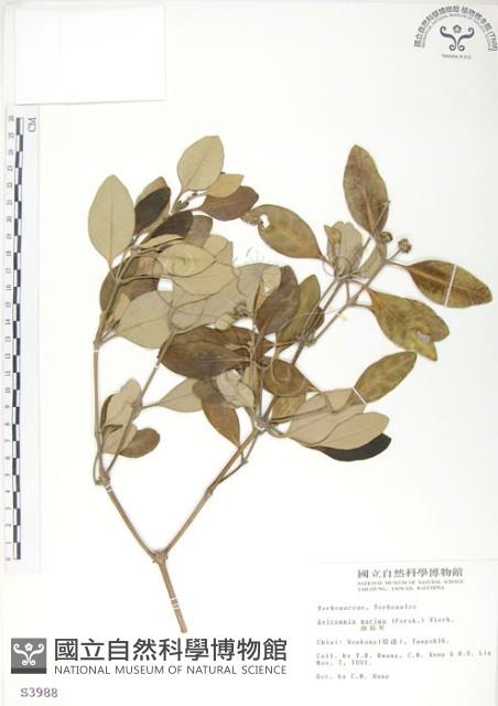 海茄苳藏品圖，第1張