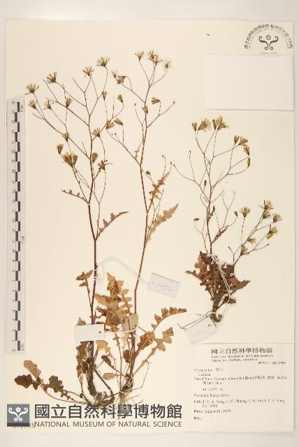 登錄號:S073988藏品圖，第1張