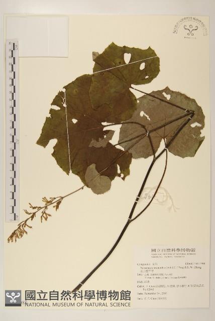 玉山蟹甲草藏品圖，第1張