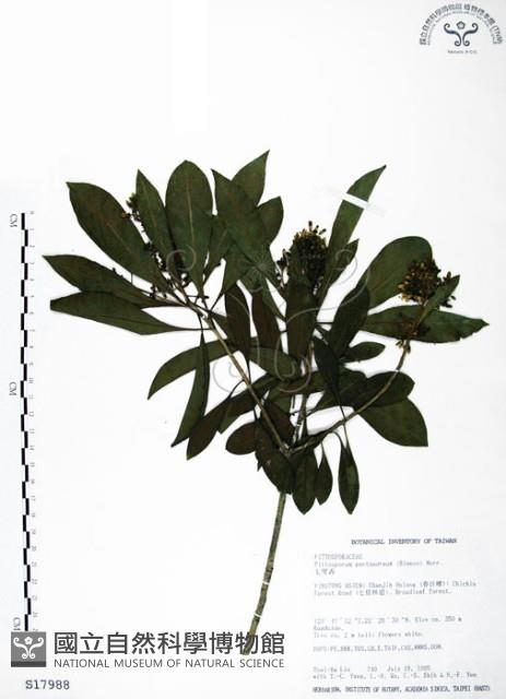 七里香、台灣海桐藏品圖，第1張