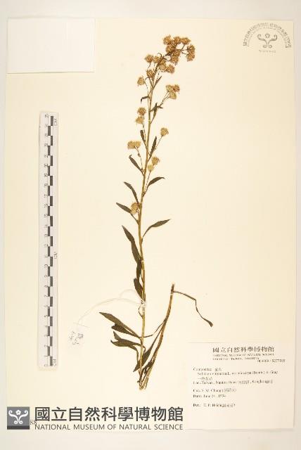 一枝黃花藏品圖，第1張