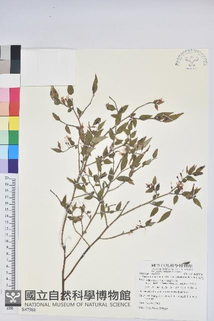 Taiwan Hugeria Collection Image