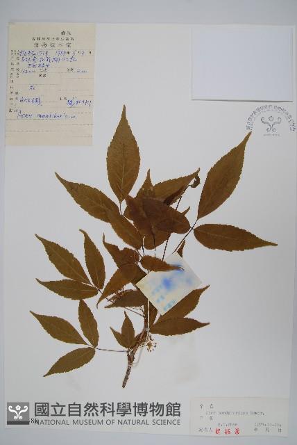 白牛槭藏品圖，第1張