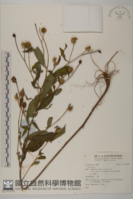 登錄號:S136588藏品圖，第1張