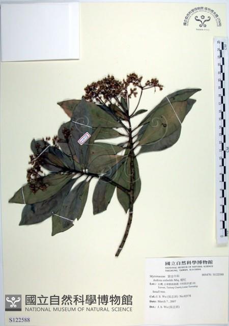 樹杞藏品圖，第1張