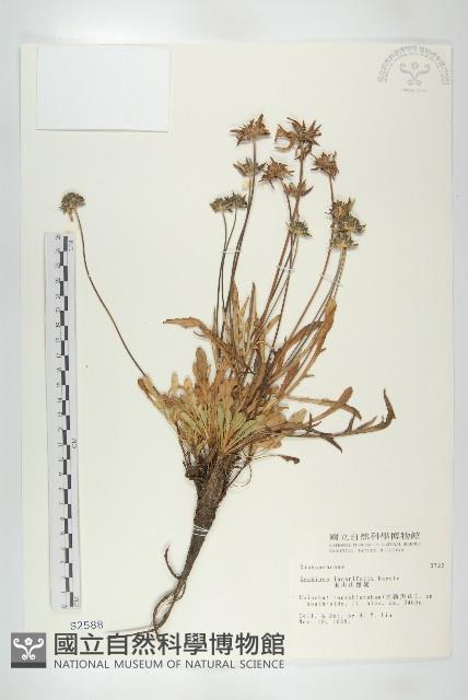 玉山山蘿蔔藏品圖，第1張