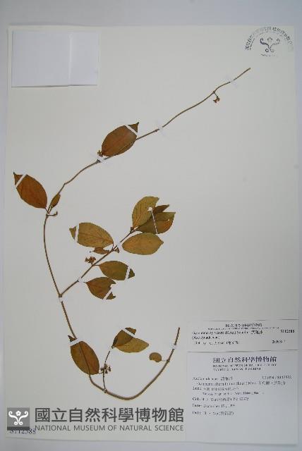 Taiwan Cow-plant Collection Image, Figure 1, Total 2 Figures