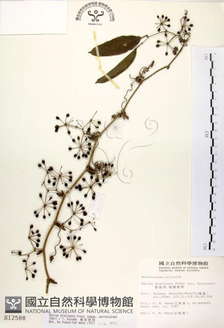 糙莖菝契藏品圖，第1張