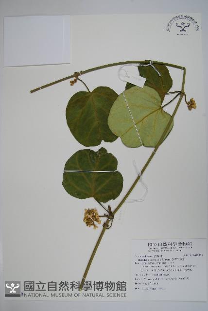 臺灣牛嬭菜藏品圖，第1張