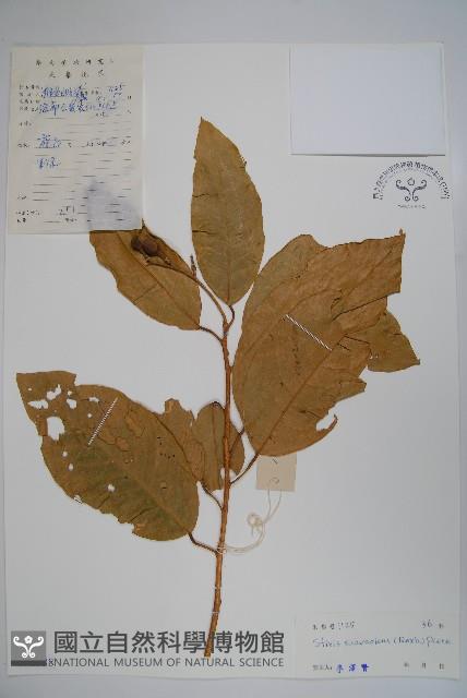 六萼藤藏品圖，第1張