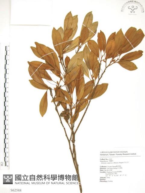 烏心石藏品圖，第1張