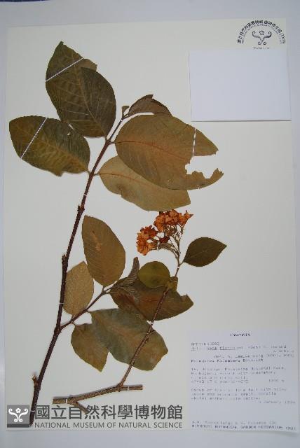 登錄號:S100588藏品圖，第1張