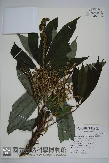 臺灣鵝掌柴藏品圖，第1張