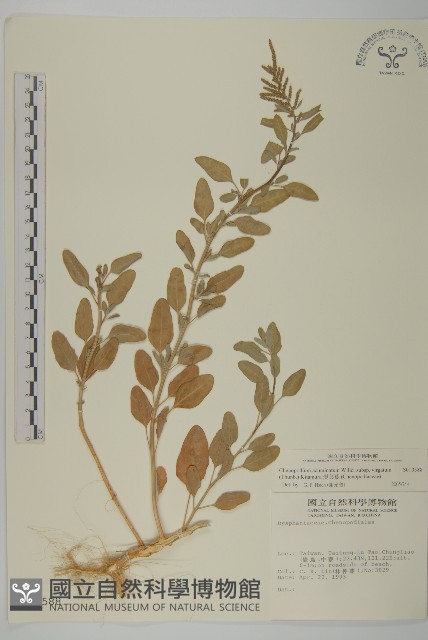 變葉藜藏品圖，第1張