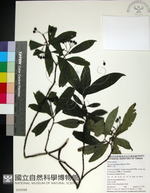 薄葉玉心花藏品圖，第1張