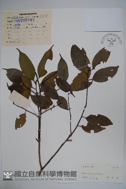 臺灣糊樗藏品圖，第1張