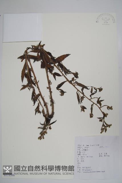 小花倒提壺藏品圖，第1張