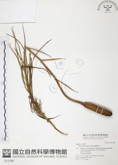 臺灣百合藏品圖，第1張