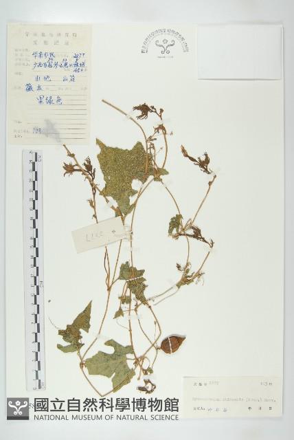 裸瓣瓜藏品圖，第1張