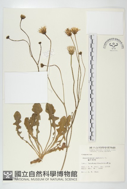 貓兒菊藏品圖，第1張