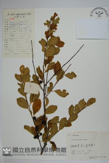 鼠李冬青、滿樹星藏品圖，第1張