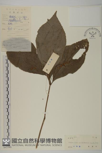 多穗金粟蘭藏品圖，第1張