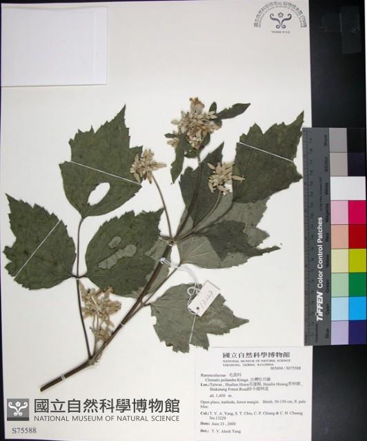 台灣牡丹藤、台灣草牡丹藏品圖，第1張