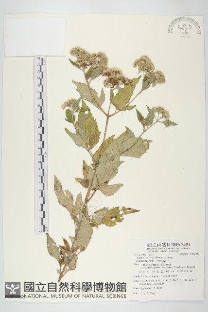 台灣澤蘭藏品圖，第1張
