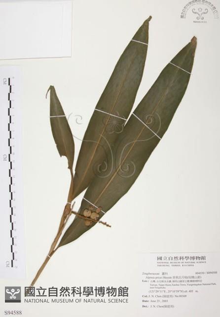 普萊氏月桃、短穗山姜藏品圖，第1張