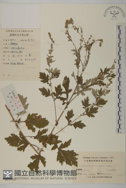 艾蒿藏品圖，第1張