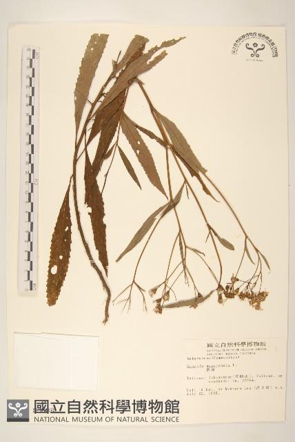 Accession Number:S003588 Collection Image, Figure 1, Total 2 Figures