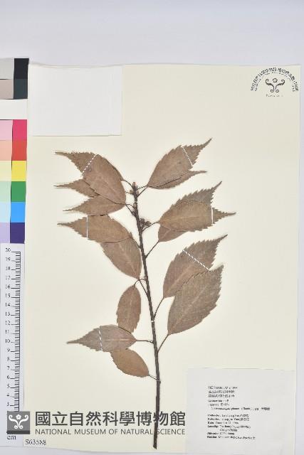 青剛櫟、鐵椆藏品圖，第1張