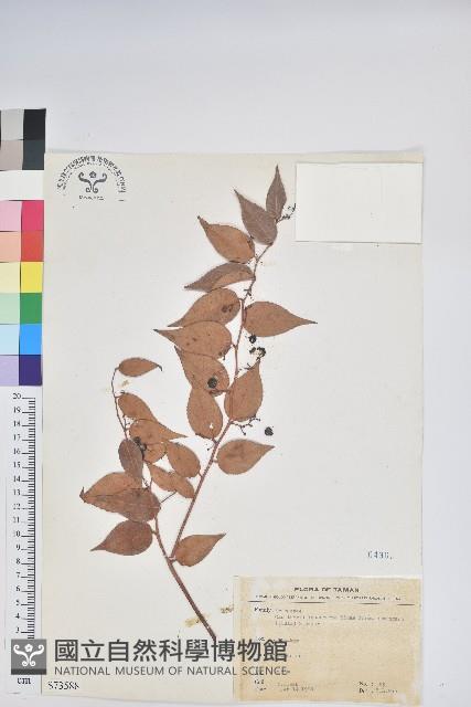 Cuming's Wintergreen Collection Image