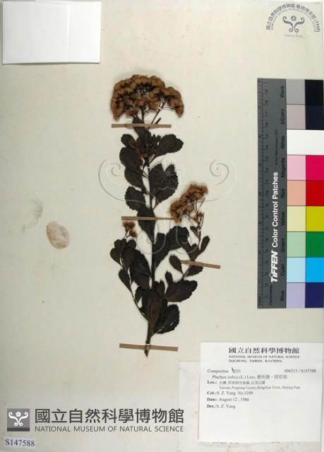 鯽魚膽、闊苞菊藏品圖，第1張