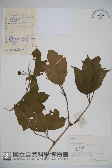 雞樹條莢迷藏品圖，第1張