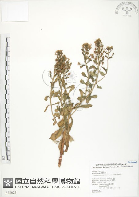 茅毛珍珠菜藏品圖，第1張