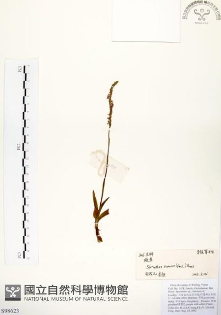 綬草藏品圖，第1張