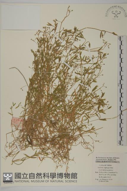 雀舌草藏品圖，第1張