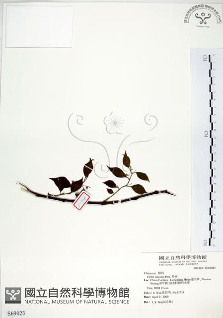 朴樹藏品圖，第1張