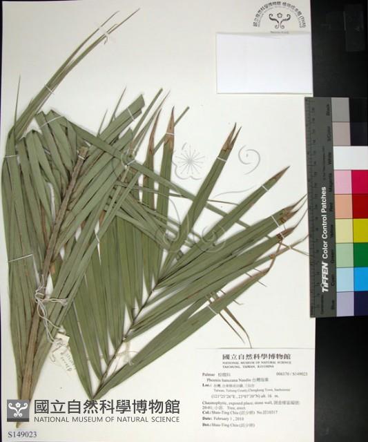 台灣海棗藏品圖，第1張