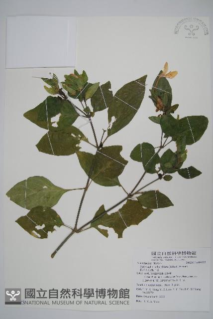 長花九頭獅子草、山藍藏品圖，第1張