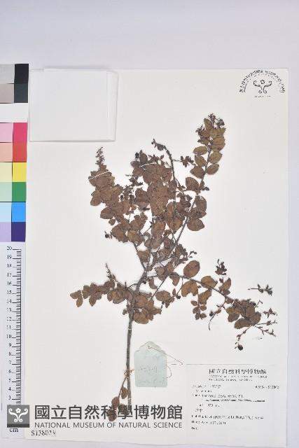 登錄號:S138023藏品圖，第1張