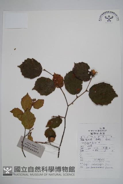 川榛藏品圖，第1張