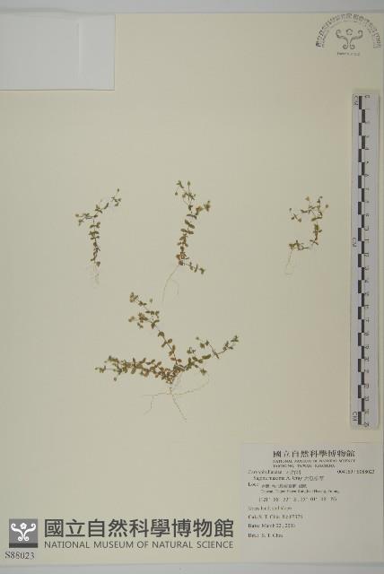 大瓜槌草藏品圖，第1張